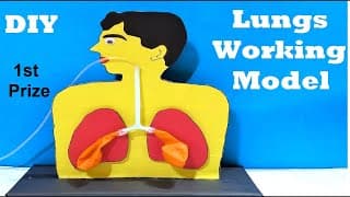 human respiratory system working model 3d (lung model ) for science fair project