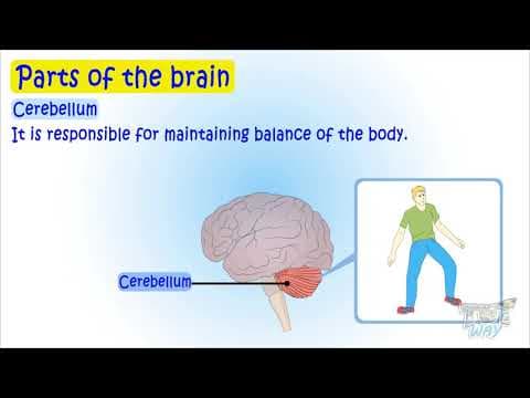 Human Brain and its Parts | Science