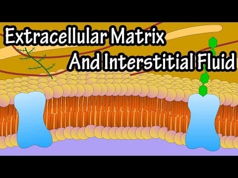 Extracellular Matrix And Interstitial Fluid - What Is The Extracellular Matrix