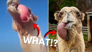 Do Camels Spit Out Their Hearts