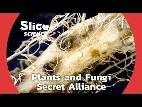Cooperation Below Ground: Discovering the Plant-Mycelium Complicity | SLICE SCIENCE