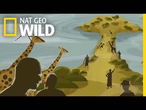 Returning giraffes back home to Lake Baringo in Kenya