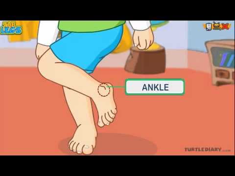 Learn the Parts of the Body - THE LEG - COOL Science for Kids