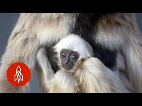 Monogamous Swingers: Pileated Gibbons Hang Together