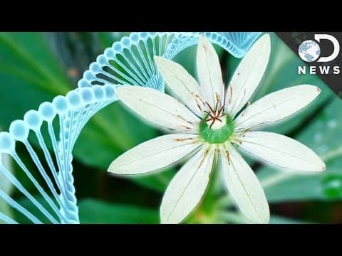 Why Do Humans Have Less DNA Than This Flower?