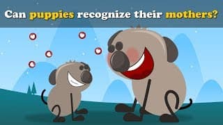 Can Dogs recognize their Moms  more videos | aumsum kids education