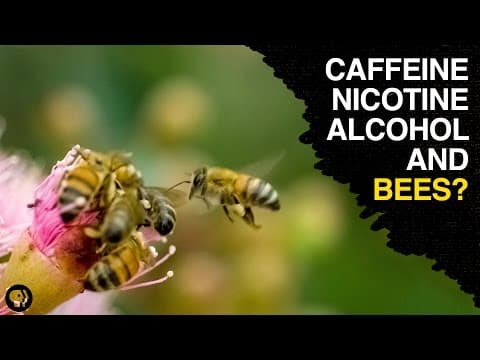 Are Bees the Addicts of the Animal Kingdom