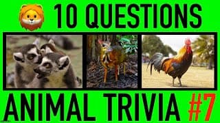 ANIMAL TRIVIA QUIZ | Animals General Knowledge Trivia Questions and Answers Challenge