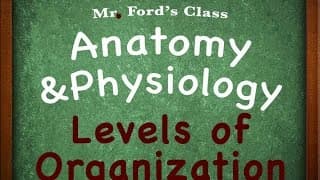 Introduction Anatomy Physiology Levels of Organization