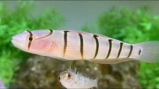 Facts |The Serpentine Goby