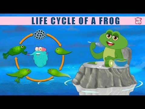 Life Cycle Of A Frog!