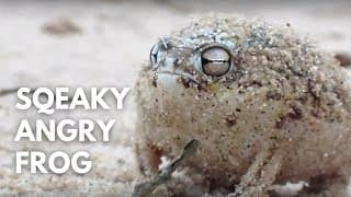 Cutest Squeaky Frog in the World | Desert Rain Frog