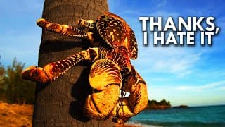 Coconut Crab| Your Worst Nightmare