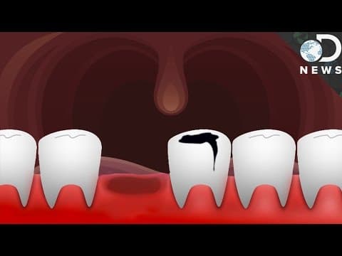 Could Humans Ever Regrow Teeth? - YouTube