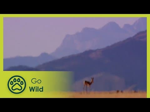 A handful of dust - desert life - animal instincts