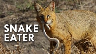 Swamp Cat |The King of the Swamp