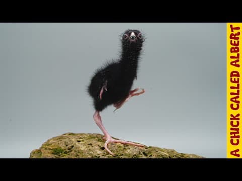 Raising a funny swamphen - YouTube
