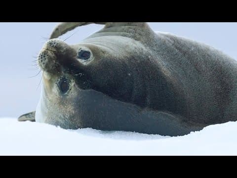 Best Of Oceans | BBC Earth