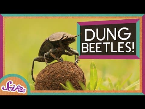 Dung Beetles and Their Big Balls of Poop
