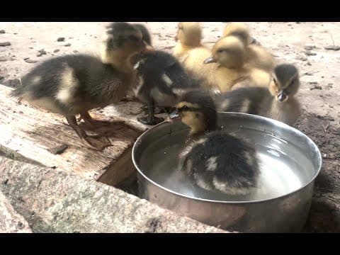 A Dutch quacker duck family grows up