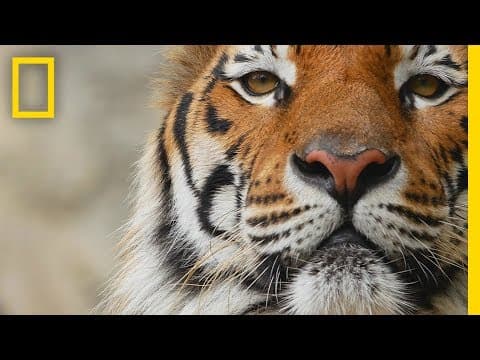 Tigers 101 | National Geographic - YouTube