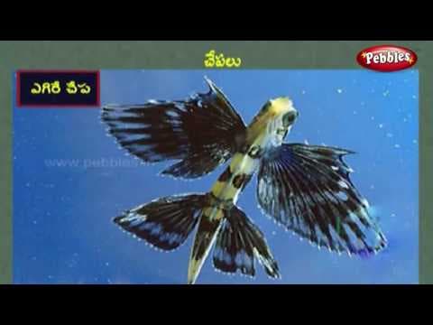 Fishes and sea creatures learning video