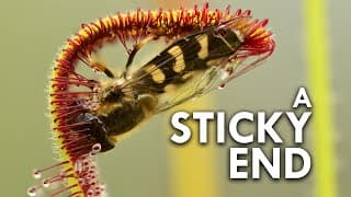 Sundew | The Sticky Plant With A Killer Instinct