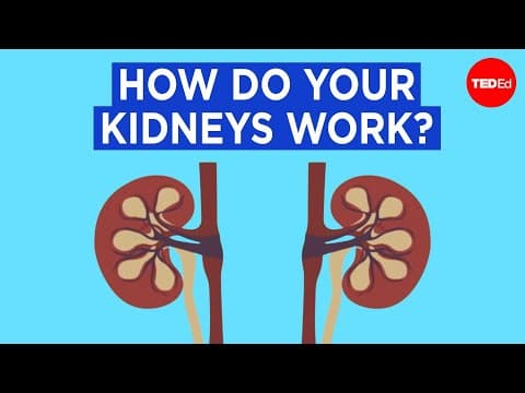 How do your kidneys work? - Emma Bryce - YouTube
