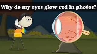 Red Eye Effect - Why do my eyes glow red in photos  aumsum kids science education children