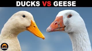What Is The Difference Between Ducks And Geese