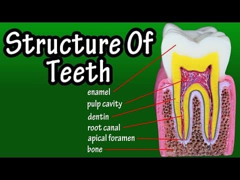 Structure Of Teeth In Humans - Functions Of Teeth In Human Body - Types Of Teeth