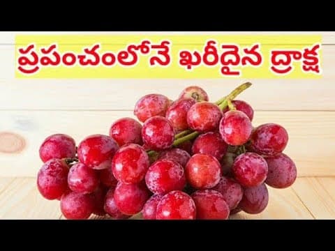 Ruby roman grapes - ప్రపంచంలోనే ఖరీదు అయిన ద్రాక్ష - telugu education videos