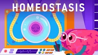 How Does Your Body Maintain its Balance