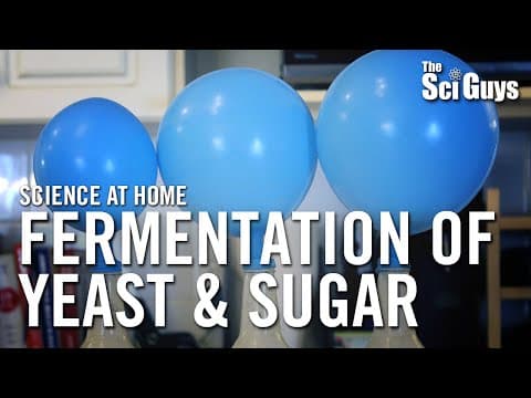 Science Of Yeast