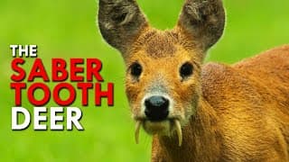 Water Deer| The Saber Tooth Deer