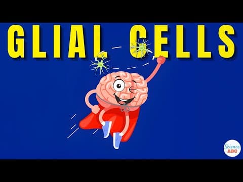 What are Glial Cells- Definition, Types, Functions of Glial Cells | Role in Psychology