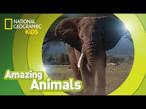African elephant amazing animals