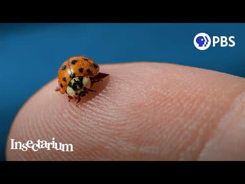 Do ladybugs smell like fear