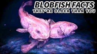 Blobfish Facts |They're NOT the UGLIEST Animals