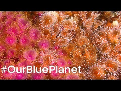 Protecting Scotland's Coral Reefs OurBluePlanet