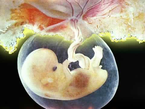 Fetal Development Week 9 (Pregnancy Health Guru)