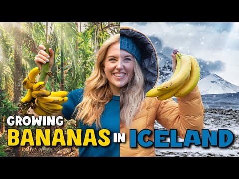 How do BANANAS grow...in ICELAND?! | Maddie Moate - YouTube