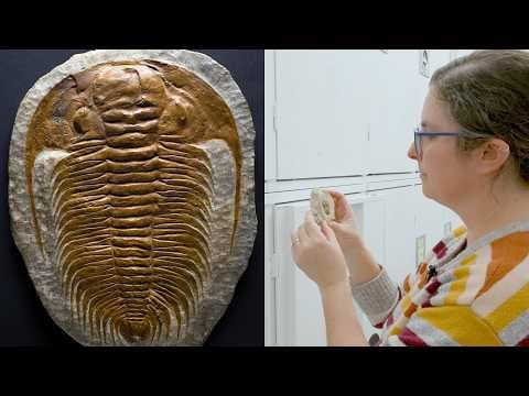 The Most Successful Animals You've Never Seen (Spoiler: It's Trilobites) - YouTube