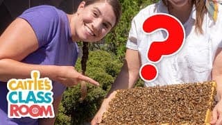 Let’s Learn About Bees