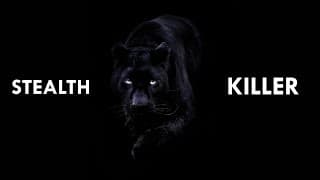 Leopards are Masters of Stealth