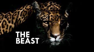 Jaguar |The True King of the Jungle