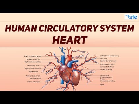 What is Human Circulatory System? | Human Heart Circulation System | Biology