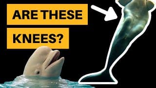 Do Beluga Whales Have Knees
