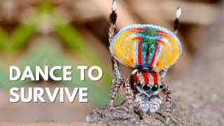 Dancing Peacock Spider | Dance to Survive