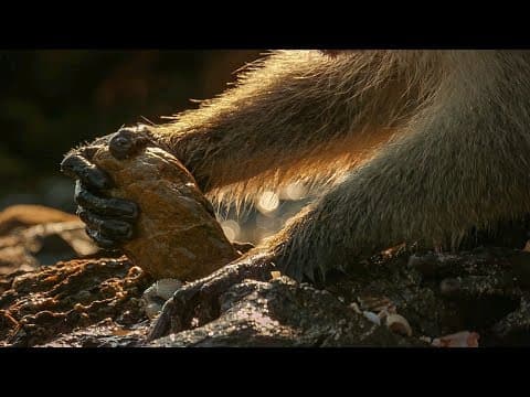 Monkeys Use Tools to Open Shells